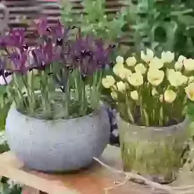 Crocus & Iris Collection